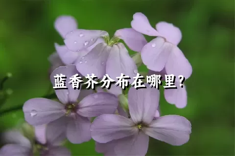 蓝香芥分布在哪里?