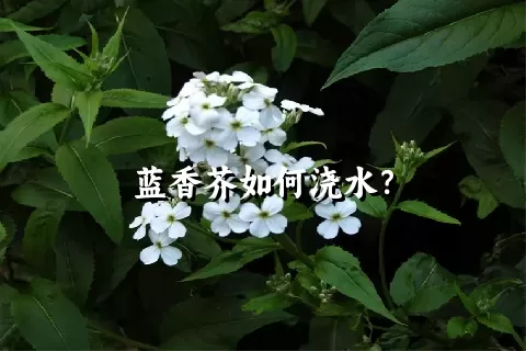 蓝香芥如何浇水？