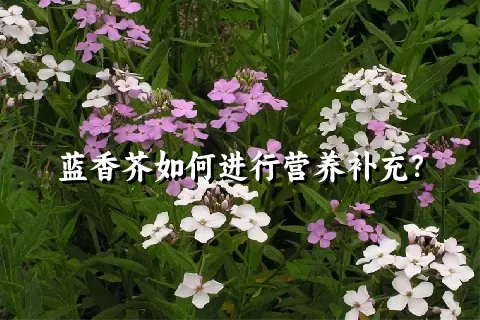 蓝香芥如何进行营养补充？