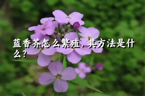 蓝香芥怎么繁殖，其方法是什么？