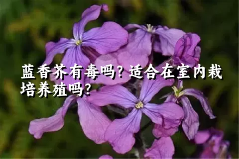 蓝香芥有毒吗？适合在室内栽培养殖吗？