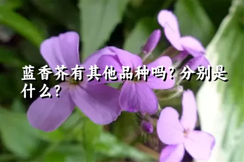 蓝香芥有其他品种吗？分别是什么？