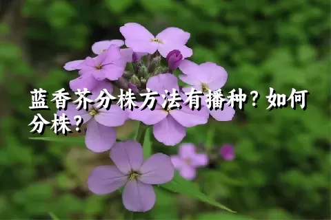 蓝香芥分株方法有播种？如何分株？