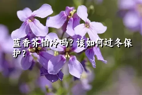 蓝香芥怕冷吗？该如何过冬保护？