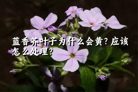 蓝香芥叶子为什么会黄？应该怎么处理？