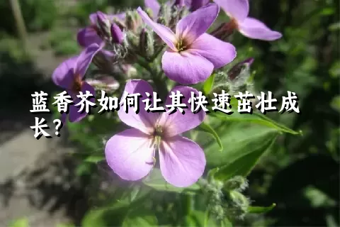 蓝香芥如何让其快速茁壮成长？