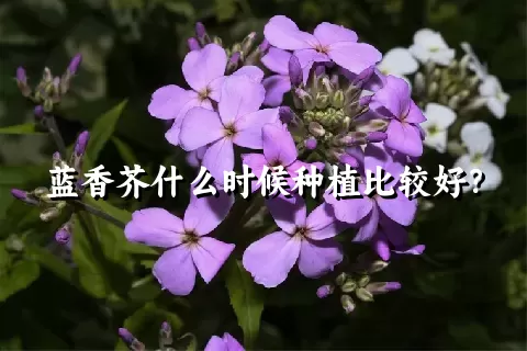 蓝香芥什么时候种植比较好？