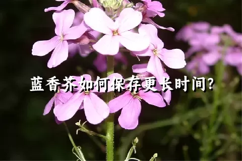 蓝香芥如何保存更长时间？