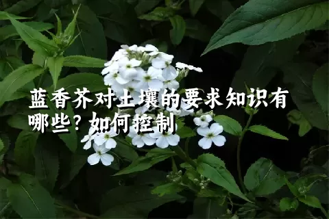 蓝香芥对土壤的要求知识有哪些？如何控制