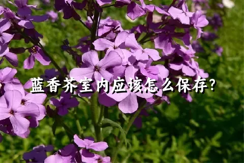 蓝香芥室内应该怎么保存？