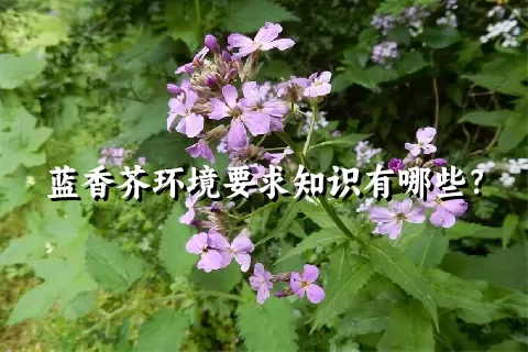 蓝香芥环境要求知识有哪些？