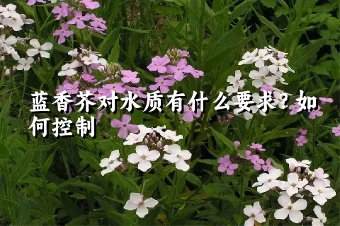 蓝香芥对水质有什么要求？如何控制