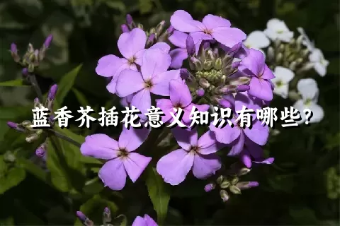 蓝香芥插花意义知识有哪些？