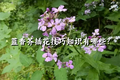 蓝香芥插花技巧知识有哪些？