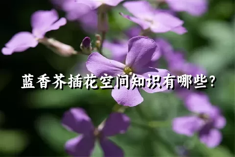 蓝香芥插花空间知识有哪些？