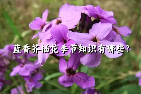 蓝香芥插花季节知识有哪些？