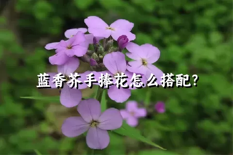 蓝香芥手捧花怎么搭配？