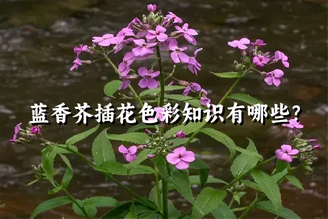 蓝香芥插花色彩知识有哪些？