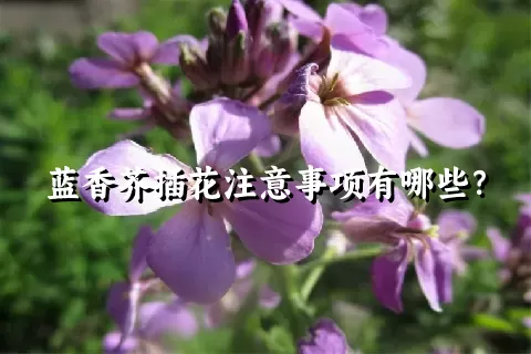 蓝香芥插花注意事项有哪些？