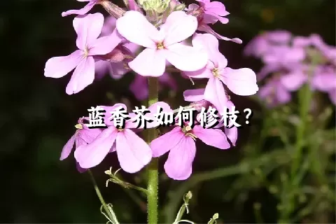 蓝香芥如何修枝？