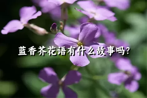 蓝香芥花语有什么故事吗？