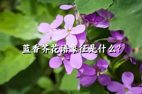 蓝香芥花语象征是什么？