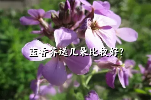 蓝香芥送几朵比较好？