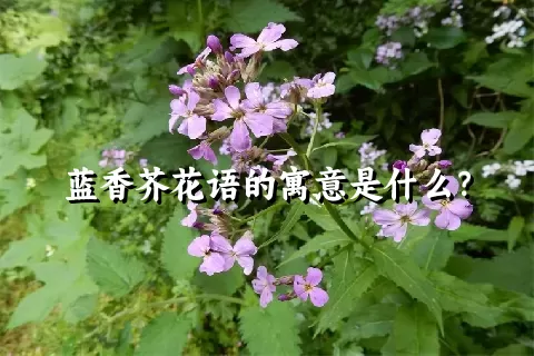 蓝香芥花语的寓意是什么？