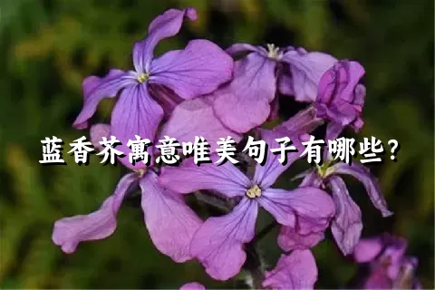 蓝香芥寓意唯美句子有哪些？