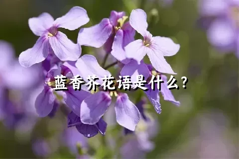 蓝香芥花语是什么？