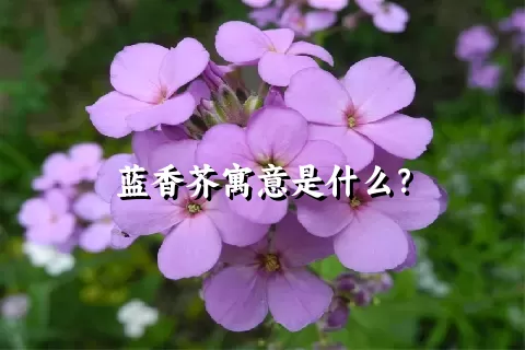 蓝香芥寓意是什么？