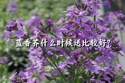 蓝香芥什么时候送比较好？