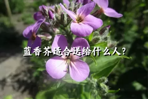 蓝香芥适合送给什么人？