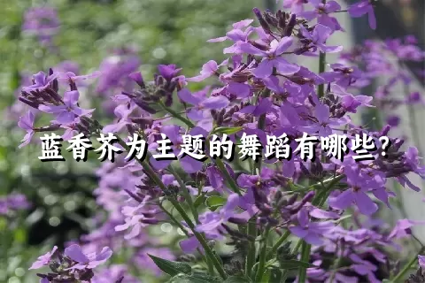 蓝香芥为主题的舞蹈有哪些？