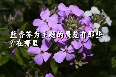 蓝香芥为主题的展览有那些？在哪里