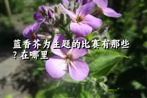 蓝香芥为主题的比赛有那些？在哪里