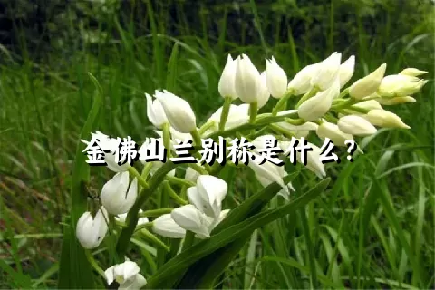 金佛山兰别称是什么？