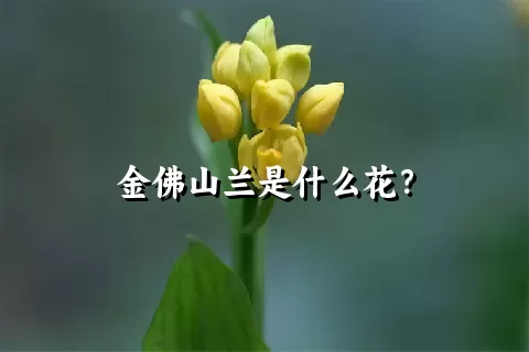 金佛山兰是什么花？