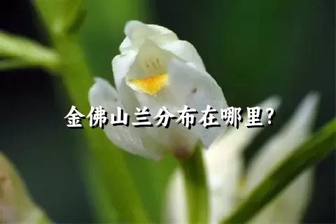 金佛山兰分布在哪里?