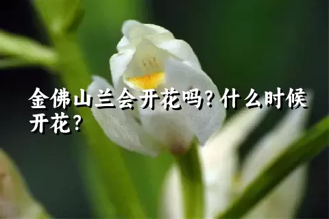 金佛山兰会开花吗？什么时候开花？