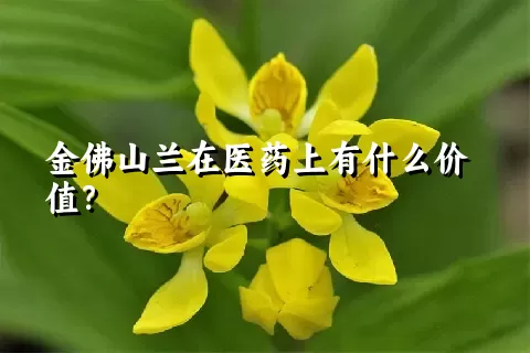 金佛山兰在医药上有什么价值？