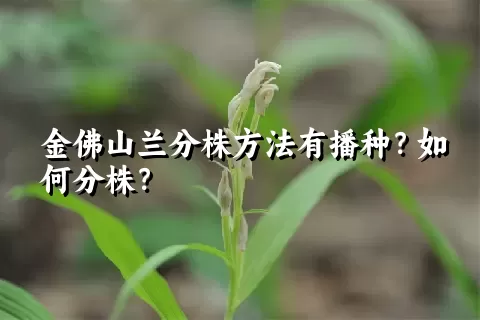 金佛山兰分株方法有播种？如何分株？