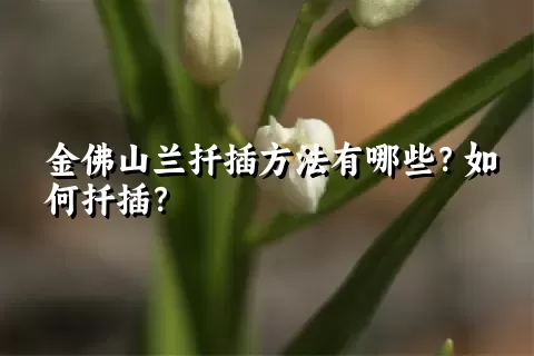 金佛山兰扦插方法有哪些？如何扦插？