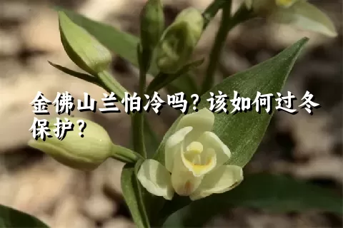 金佛山兰怕冷吗？该如何过冬保护？