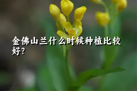 金佛山兰什么时候种植比较好？