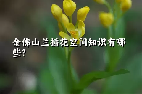 金佛山兰插花空间知识有哪些？