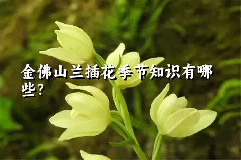 金佛山兰插花季节知识有哪些？