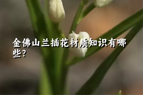 金佛山兰插花材质知识有哪些？