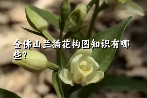 金佛山兰插花构图知识有哪些？