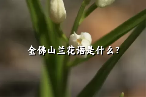 金佛山兰花语是什么？